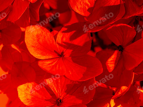 Preview: Close Up Dry Hydrangea Flower Background With Lush Lava Color Tone Filter.