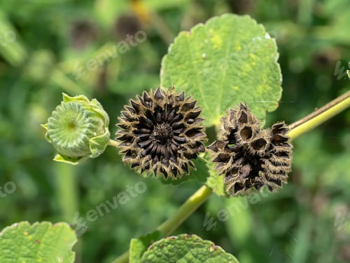 Preview: Close Up Seeds Of Country Mallow Plant (Abutilon Indicum (L.) Sweet.)