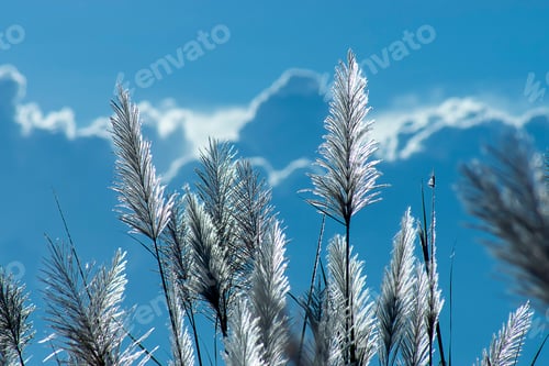 Preview: Wild Cane Flower With Blur Sky Background. (Saccharum Spontaneum Plant)