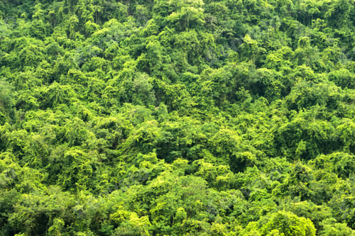 Preview: Green Forest Background