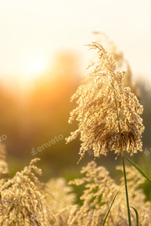 Preview: The Flower Grass On Blur Background With Sunlight