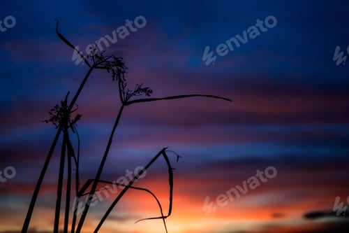 Preview: Silhouette Flower Grass With Twilight Sky Background.