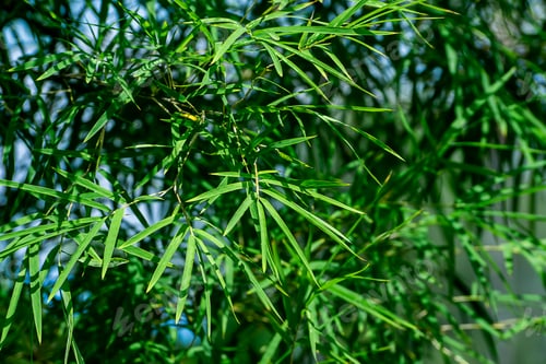 Preview: Fresh Bamboo Leaves With Blue Sky Space Background