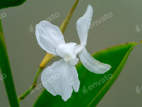 Preview: Close Up Of White Flower With Blur Background.