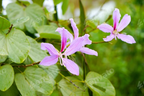 Preview: Purple Orchid Tree