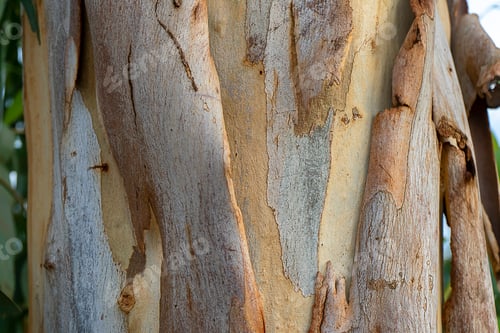 Vorschau: Nahaufnahme der Rinde eines Eukalyptusbaums. (Wissenschaftlicher Name - Eucalyptus Globulus Labill
)