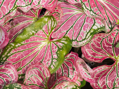 Preview: Close Up Of Caladium Leaf.