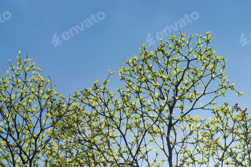 Preview: Terminalia Ivorensis Tree Branch In The Spring Season. Un-Focus Image