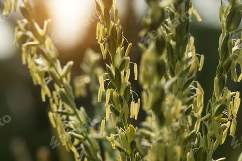 Preview: Close Up Of Corn Flowers In Field.