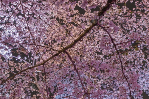 Preview: Cherry Blossoms At Tokyo Chidorigafuchi At Night