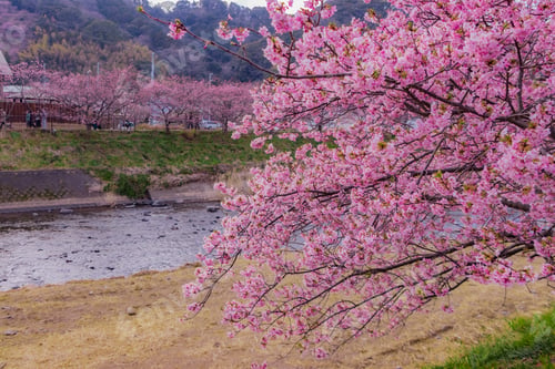 Preview: Beautiful Cherry Blossoms In Kawazu Town