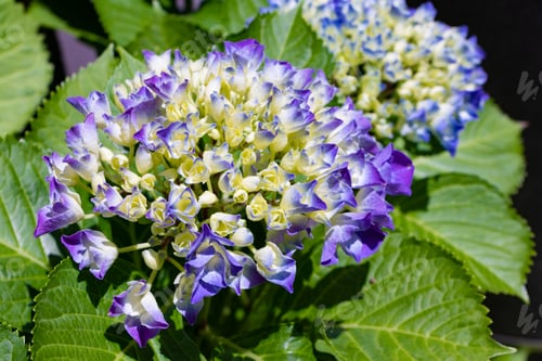 Preview: Hydrangea In Early Summer