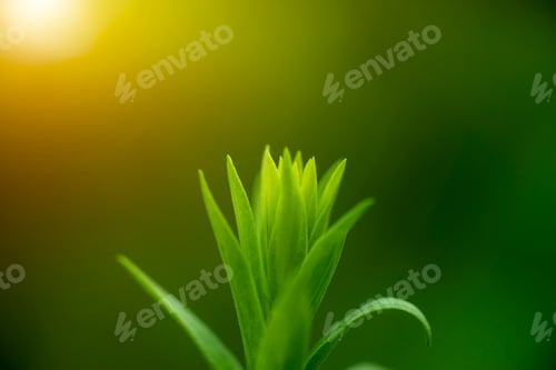 Preview: Close Up Green Leaves With Sunlight On Blur Background.