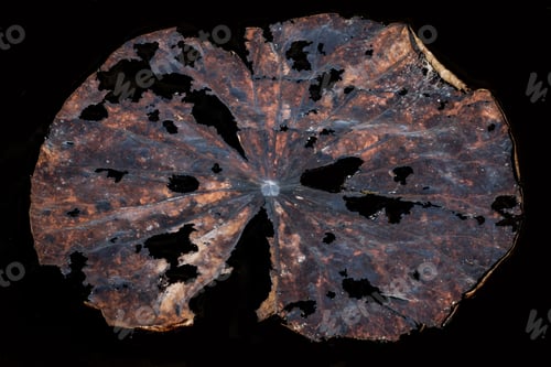 Preview: Old Lotus Leaves