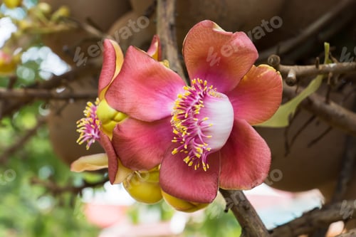Preview: Canonball Flower (Couroupita Guianensis)