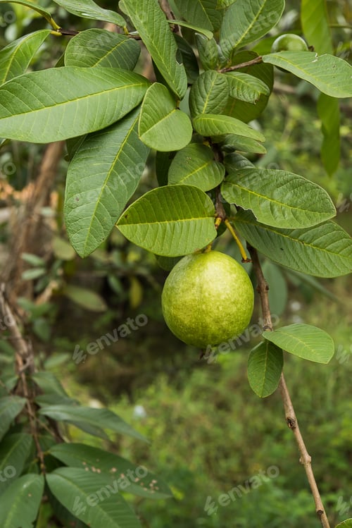 Preview: Green Guava With Leaves On Tree. (Psidium Guajava Linn.)