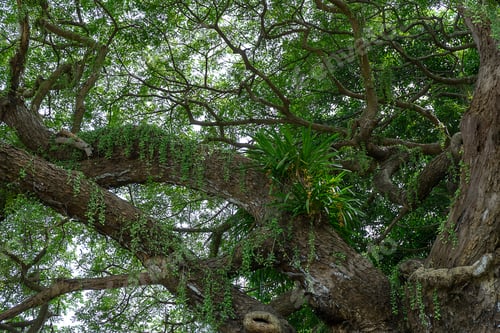 Preview: Under Rain Tree Or East Indian Walnut Background. (Scientific Name Samanea Saman).
