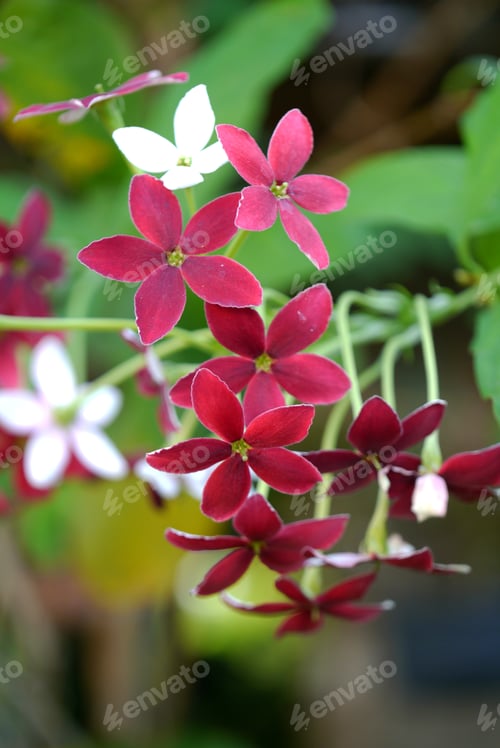 Preview: Rangoon Creeper Flower