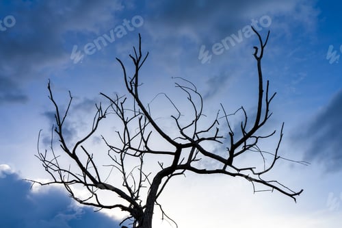 Preview: Close Up Branch Of Death Tree With Blue Sky Background