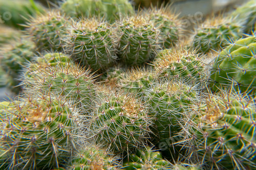 Preview: Close Up Of Cactus With Blur Background.