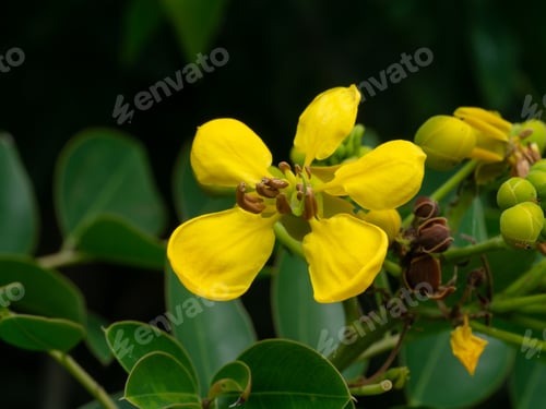 Preview: Close Up Cassod Tree Or Senna Siamea Flower On Tree.