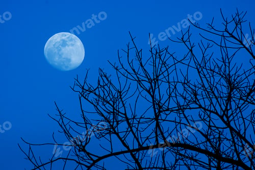 Preview: Silhouette Of Dead Tree With Blue Sky Background And The Moon.