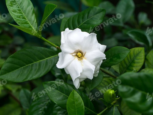 Preview: The White Flower Of Gardenia Jasminoides In The Dark Green Leaves.