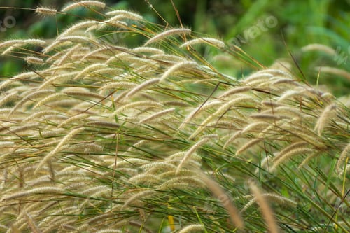Preview: Flower Grass In The Forest.