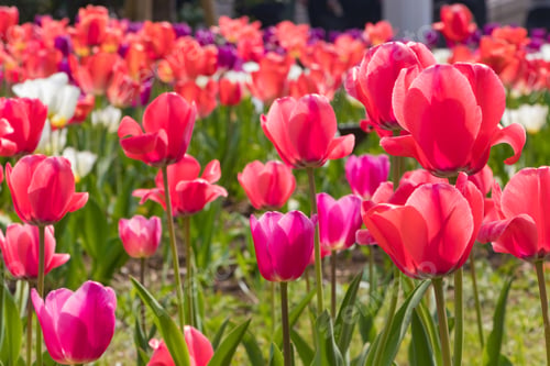 Preview: Colorful Tulips Blooming In Tokyo
