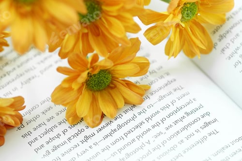 Preview: Orange Chrysanthemum On Book