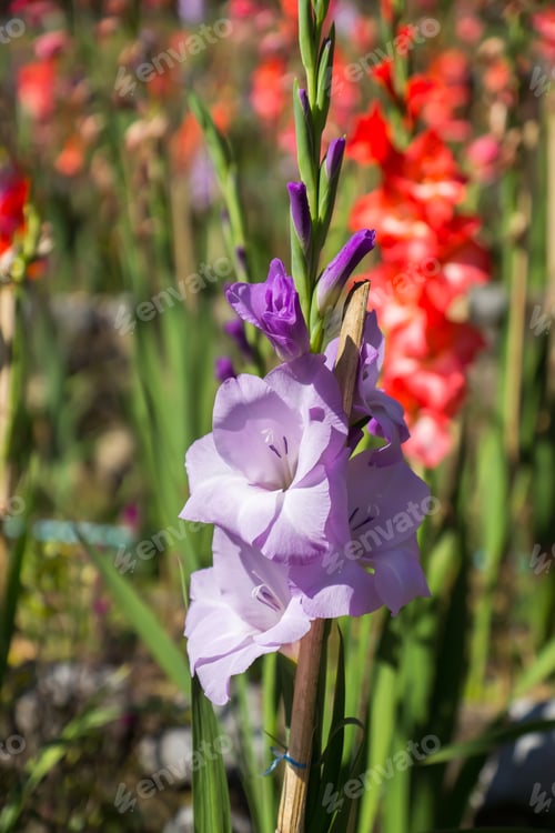 Preview: Gladiolus Flower In The Garden.