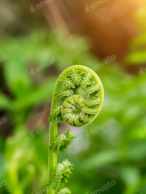 Vista previa: New Leaf Of Fern.