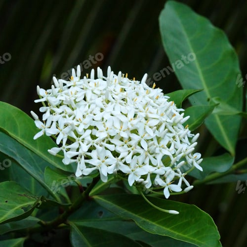 Preview: Very Fragrant White Flowers Name Siamese White Ixora. (Scientific Name: Ixora Finlaysoniana Wall
