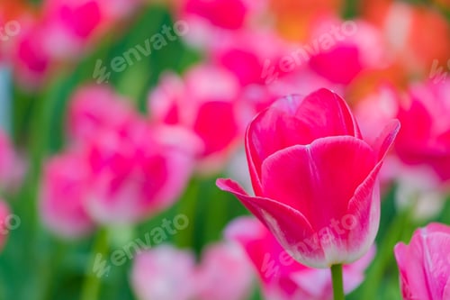 Preview: Colorful Tulips At Yokohama Park