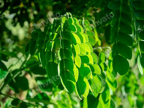 Preview: Close Up Leaves Of Rain Tree Or East Indian Walnut (Samanea Saman) Plant.