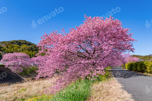 Preview: Kawazu Cherry Blossoms In Minamiizu-Cho, Kamo-Gun, Shizuoka Prefecture