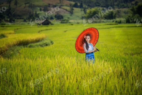 Preview: Beautiful Asian Girl In Myanmar Traditional Costume, With Red Bamboo Umbrella On On Rice Fields Sky