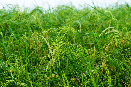 Preview: Rice Plant Are Grown In The Water, Thailand.