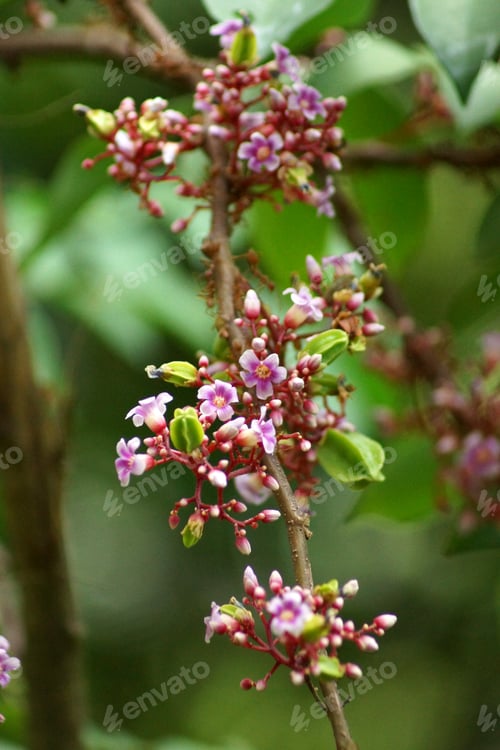Preview: Beautiful Flower Star Apple On The Tree.