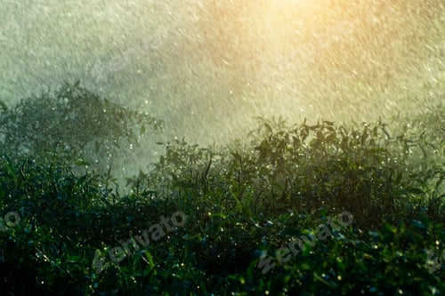 Preview: Green Chili Plant With Rain Fall In Rains Season With Sunlight. Un-Focus On This Image.