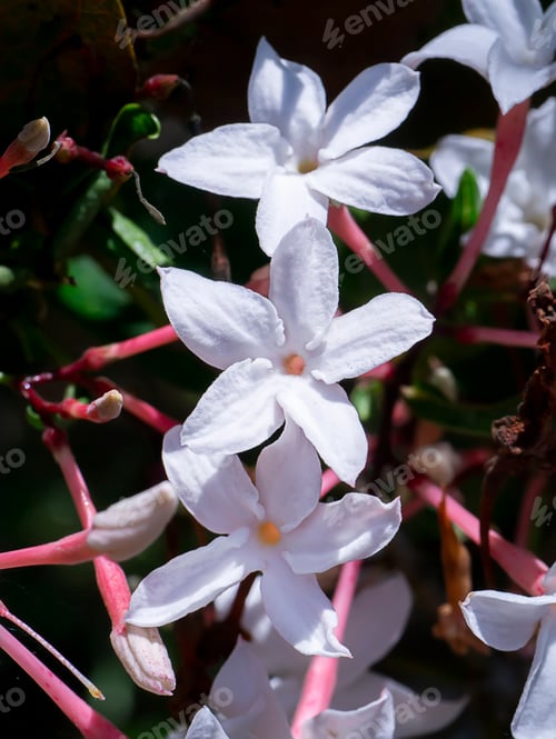 Preview: Close Up White Flower Of Carunda, Christ'S Thorn Tree. (Scientific Name Carissa Carandas)