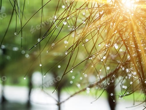Preview: Pine Leaf With Water Drop And Sunlight In The Rain Season.