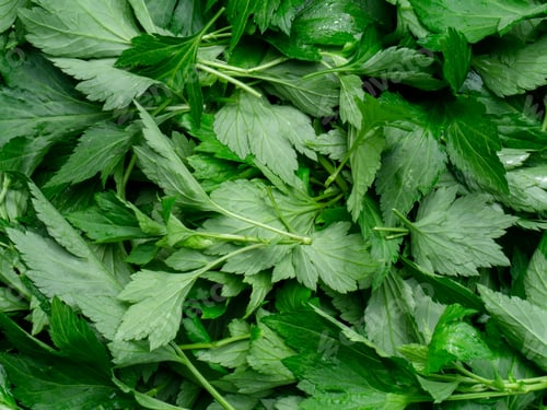 Preview: White Mugwort Plant (Artemisia Lactiflora) Background