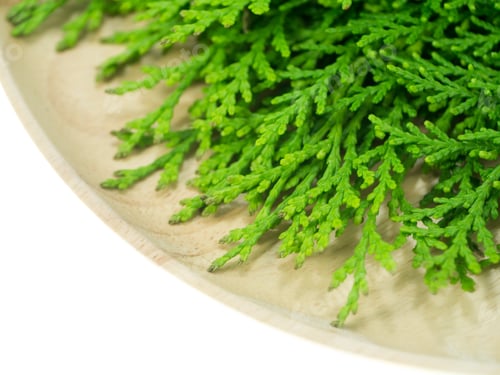 Preview: Green Leaf Of Chimese Arborvitae Or Orientali Arborvitae Tree. (Thuja Orientalis Endl)