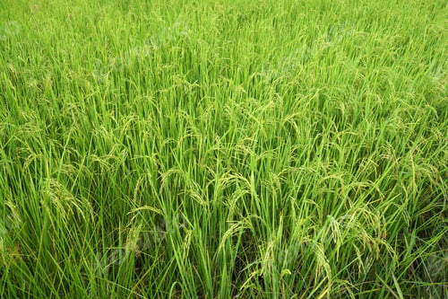 Preview: Rice Field