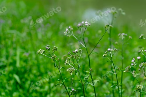 Preview: Soft Focus Seeds Of Little Ironweed Flower (Vernonia Cinerea) With Blur Background.