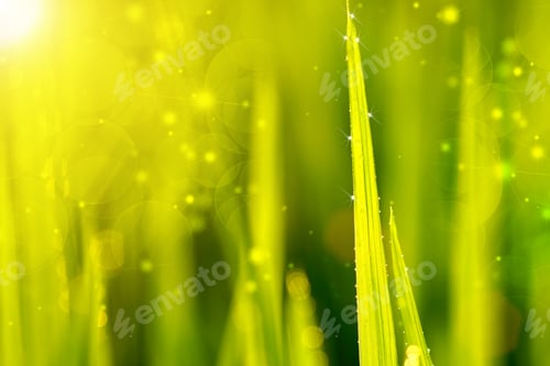 Preview: Rice Plant In Rice Field