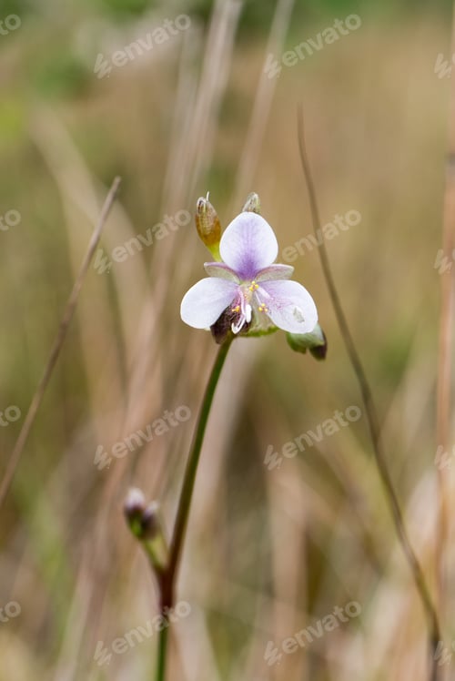 Preview: Wildflowers In The Meadow