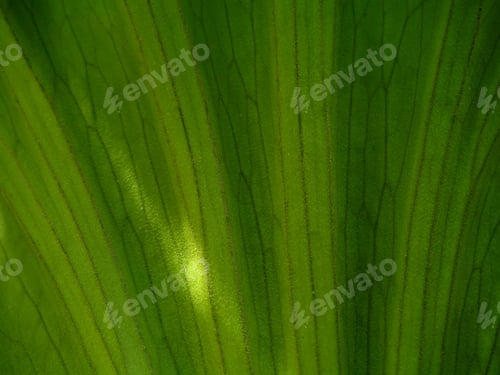 Preview: Close Up Staghorn Fern Texture Background. (Platycerium Holttumii Joncheere & Hennipman)