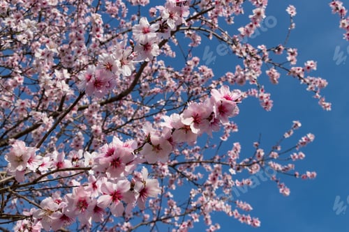Preview: Landscape With Almond Flowers Very Similar To Cherry Blossoms